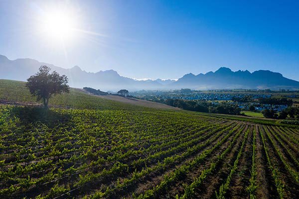 Kleine Zalze wedding venue